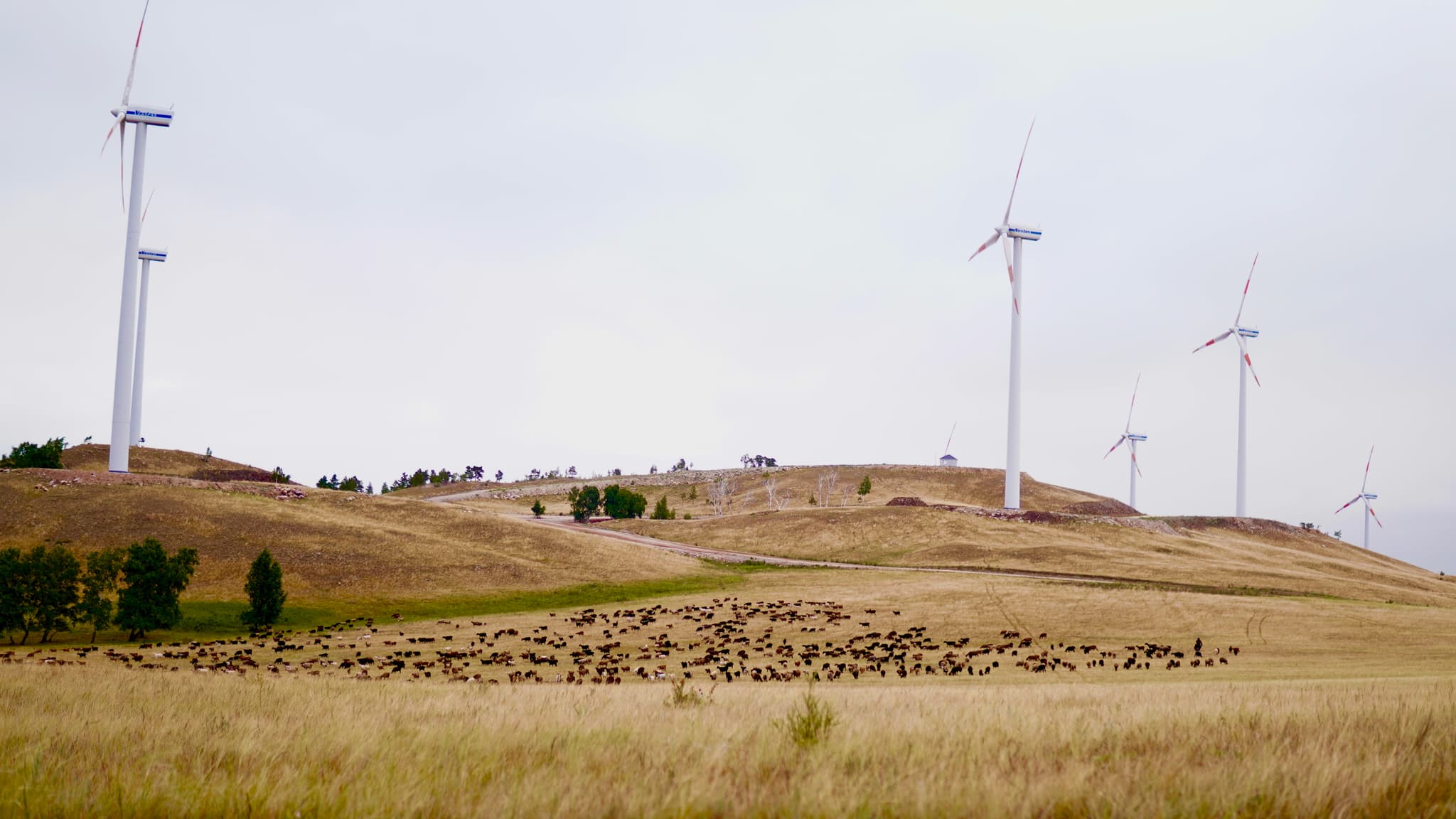 Alaman Winter Run Challenge